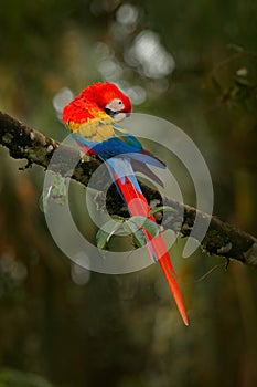 Red parrot Scarlet Macaw, Ara macao, in green tropical forest, Costa Rica, Wildlife scene from tropic nature. Wildlife in Costa Ri