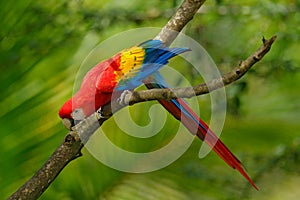 Red parrot Scarlet Macaw, Ara macao, in green tropical forest, Costa Rica, Wildlife scene from tropic nature. Wildlife in Costa Ri photo