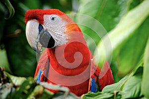 Red parrot Scarlet Macaw, Ara Macaw in the jungle of Peru, large beautiful colorful