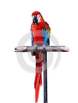 Red parrot standing on wooden pole
