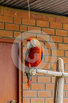 A red parrot on a stick, belongs to Psittacidae photo