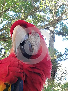 Red parrot. Tropical Bird. In extinton Hazard. Forest