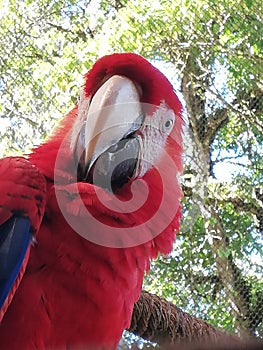 Red parrot. Tropical Bird. In extinton Hazard. Forest