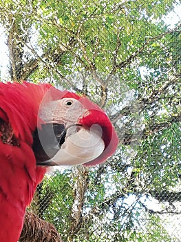 Red parrot. Tropical Bird. In extinton Hazard. Forest