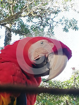 Red parrot. Tropical Bird. In extinton Hazard. Forest