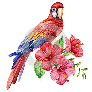 Red parrot. Tropical watercolor bird, flowers and leaves isolated on white background. Botanical painting illustration