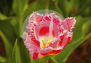 Red parrot tulip close up