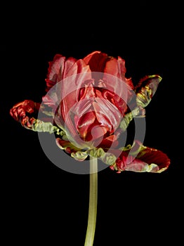 Red Parrot Tulip isolated on black background