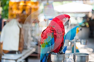 Red parrot at Yuen Po street bird market