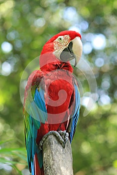 Red parrots