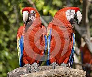 Red Parrots