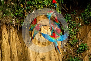 Red parrots on clay lick eating minerals, Red and green Macaw in tropical forest, Brazil, Wildlife scene from tropical nature