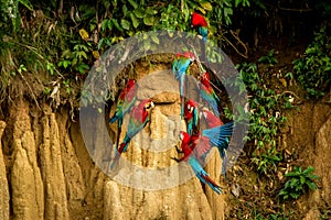 Red parrots on clay lick eating minerals, Red and green Macaw in tropical forest, Brazil, Wildlife scene from tropical nature