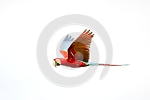 Red parrots in flight. Macaw flying, white background, isolated bird,red and green Macaw in tropical forest, Brazil