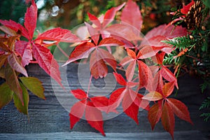 Red parthenocissus on an old fence