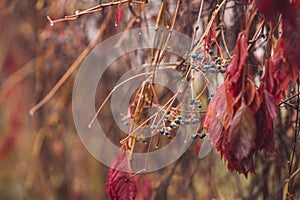 Red Parthenocissus tricuspidata Virginia creeper with berries in autumn`s rainy day