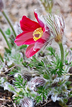 Red Pasque Flower photo