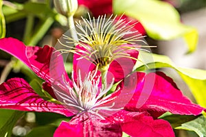 Red Passion clematis pistils and flowers in a sunny garden photo