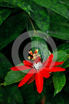 Red Passion Flower