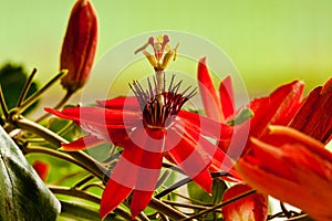 Red Passion Flower