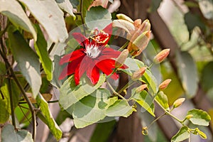 Red Passion Flower