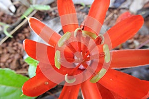 Red passion flower in amazonia