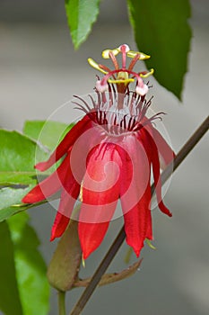 Red passion flower blooming in the garden