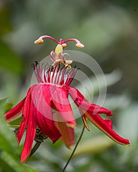 A Red Passion flower blooming