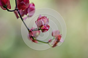 Red passion flower buds