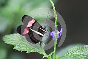 Red passion flower butterfly