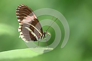 Red passion flower butterfly