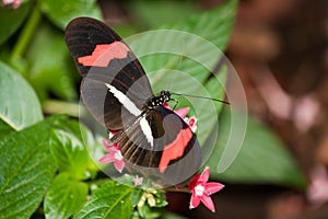 Red Passion Flower Butterfly