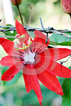 Red Passion Flower