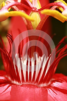 Red passion flower