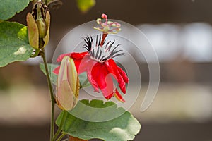 Red Passion Flower