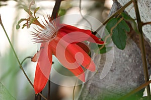 Red passion flower passiflora coccinea