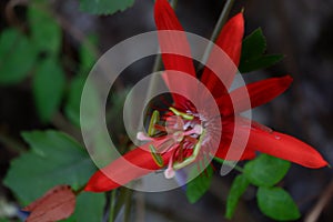 Red passion flower passiflora coccinea