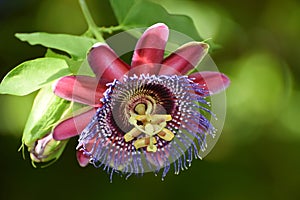 Red Passion Flower Red Star