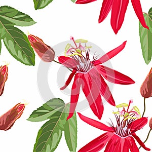 Red Passion flower seamless pattern, buds and leaves on white background. Blooming floral for wallpaper, greeting card