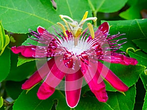 The red passion flower, is a species of flowering plant in the family Passifloraceae