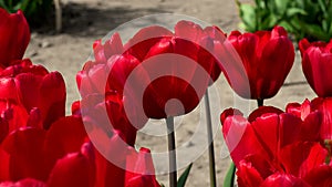 Red Passion, the Tulip that Conquers