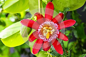 Red passionflower in bloom