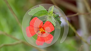 A red pavonia flower taken in macro photo