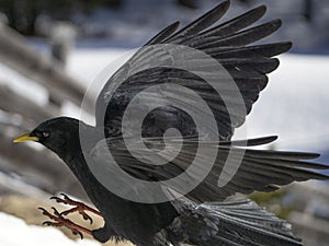 Red paw yellow beak croak black bird on white snow raven crow