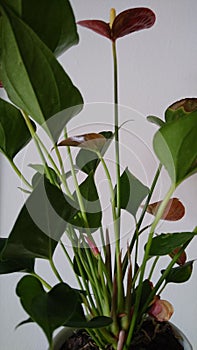 A red peace lily or anthurium
