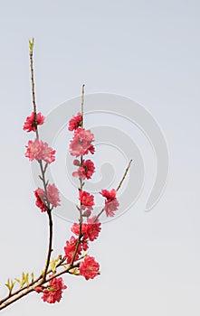 Red peach blossom