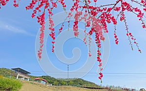 Red peach flowers