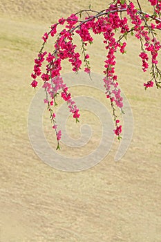 Red peach flowers