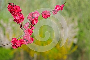 Red peach flowers