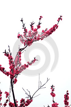 Red peach flowers
